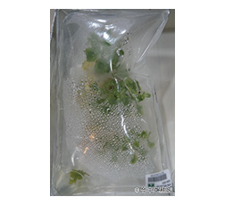 密閉した袋内で栽培されたレタス（収穫前の様子）