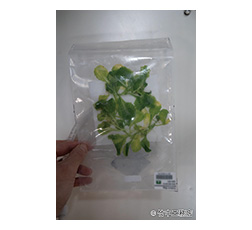密閉した袋内で栽培されたレタス（地上に回収する前の様子）