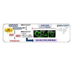 βラクトペプチドによるミトコンドリアの機能改善で見られた抗老化作用