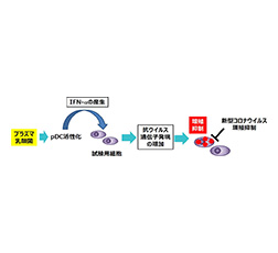 プラズマ乳酸菌によって活性化したpDCによる新型コロナウイルス増殖抑制に関する想定メカニズム