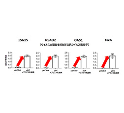図3 プラズマ乳酸菌によって活性したpDCによる細胞へのウイルス増殖抑制に関する抗ウイルス遺伝子の発現