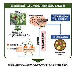 図　熟成ホップの作用メカニズム