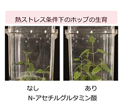 ＜研究結果＞・研究内容1 写真