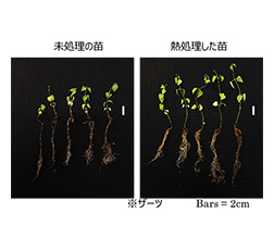 資料1 高温耐性 画像