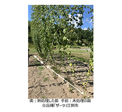 資料5 国内圃場評価 江刺市