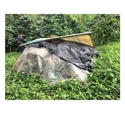 ビニールで覆われ農園に放置されているコーヒーチェリー果肉果皮