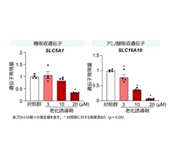 細胞老化による栄養素吸収関連遺伝子発現の減少