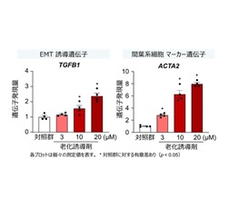 細胞老化によるEMT関連遺伝子発現の増加