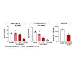 細胞老化モデルヒト小腸オルガノイドにおける栄養素吸収関連遺伝子発現および糖吸収量の減少