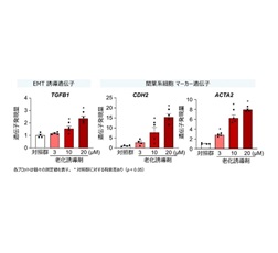 細胞老化モデルヒト小腸オルガノイドにおけるEMTマーカー発現の増加