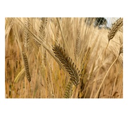 栃木県農業総合研究センターのビール大麦試験圃場