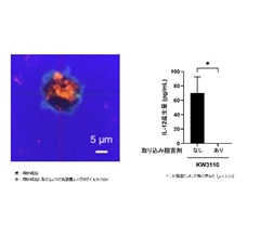 添付資料図2. 樹状細胞への取り込みと取り込み阻害のIL-12産生誘導への影響