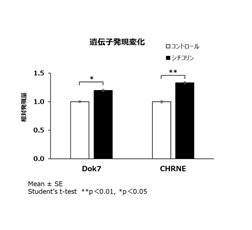 【図1】神経筋モデル細胞におけるシチコリンによるNMJ形成に関与する遺伝子発現の増加