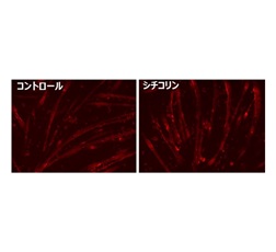 【図2】AChRを赤く染色した神経筋モデル細胞