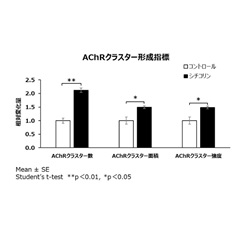 【図3】神経筋モデル細胞におけるシチコリンによるAChRクラスター形成指標の増加