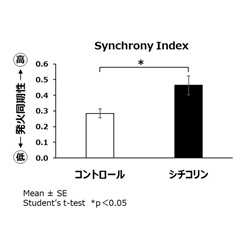 【図4】iPS由来運動神経細胞におけるシチコリンによる同期的発火の促進