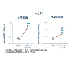 図1. 経鼻接種6時間後から24時間後の抗ウイルス遺伝子（Isg15）の発現増加