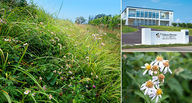 椀子ヴィンヤードの植生再生地は自然のお花畑のような景色になりつつあります 価値創造ストーリー キリンホールディングス 椀子ヴィンヤードの植生再生地は自然のお花畑のような景色になりつつあります 価値創造ストーリー キリンホールディングス