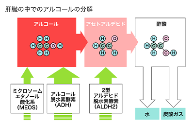 肝臓の中でのアルコールの分解