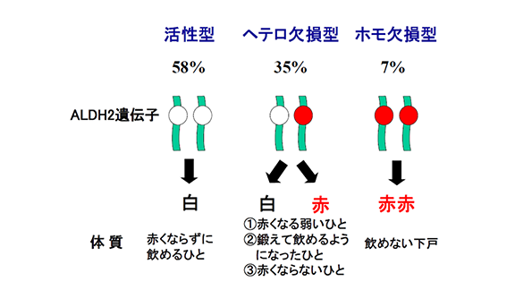 ALDH2遺伝子型について